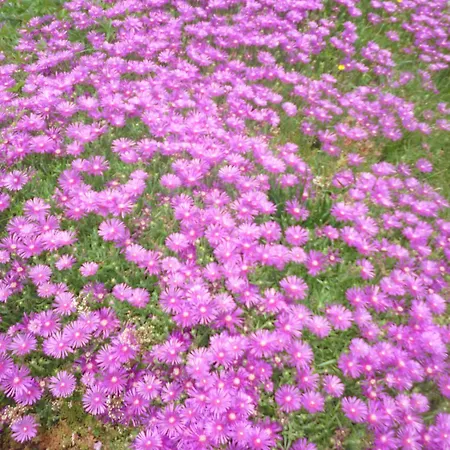 Гостевой дом T1 Cosy 