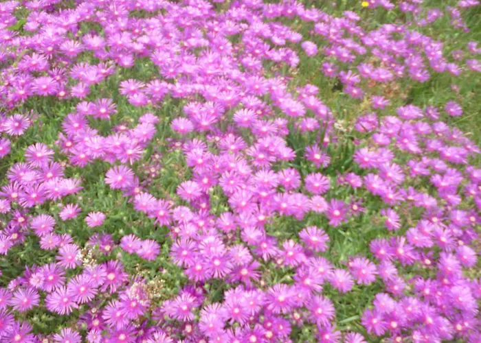 Гостевой дом T1 Cosy 